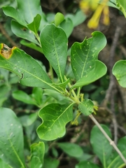 Pavetta gardeniifolia