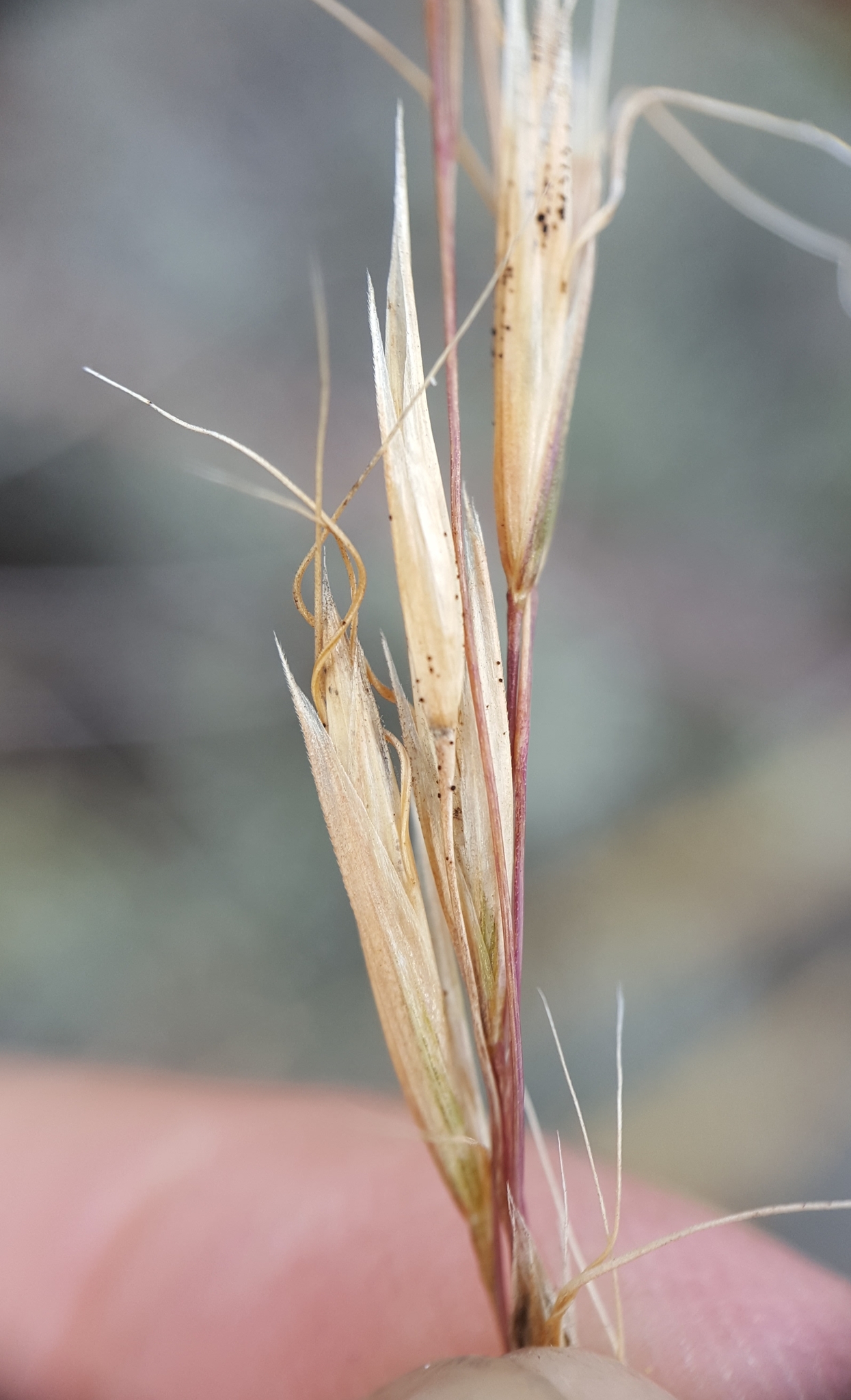 (c) François Rousseu, certains droits réservés (CC BY-NC) https://www.inaturalist.org/observations/149119282