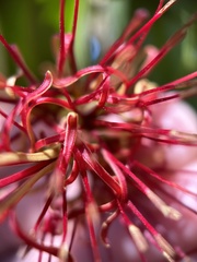 Amyema miquelii