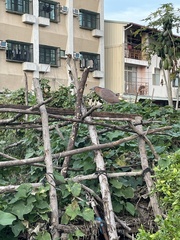 Gorsachius melanolophus