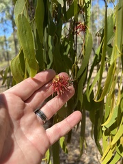 Amyema miquelii