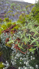 Hypericum lanceolatum