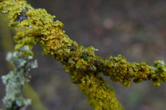 Xanthoriicola physciae