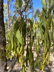 Amyema miquelii