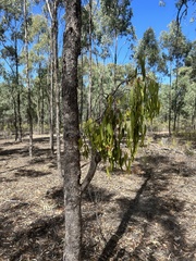Amyema miquelii