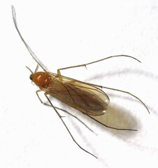 Coquillettidia xanthogaster