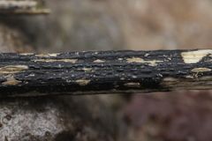 Aporhytisma urticae