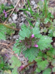Lamium hybridum