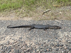 Varanus semiremex