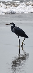 Egretta gularis