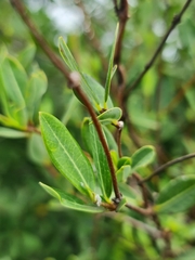 Cryptolepis oblongifolia