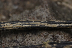 Aporhytisma urticae