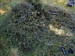 Acrothamnus colensoi