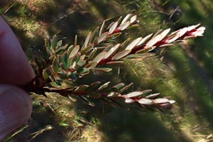 Acrothamnus colensoi