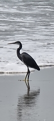 Egretta gularis