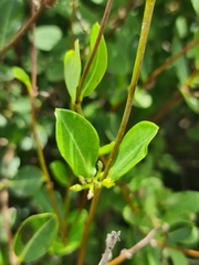 Cryptolepis oblongifolia
