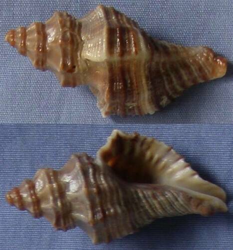Lataxiena