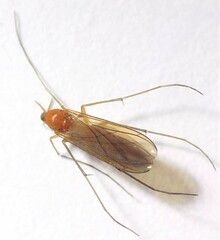 Coquillettidia xanthogaster