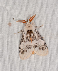 Iropoca rotundata