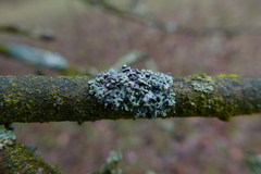 Lichenoconium erodens