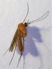 Coquillettidia xanthogaster