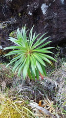Heterochaenia rivalsii