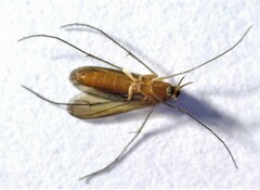 Coquillettidia xanthogaster