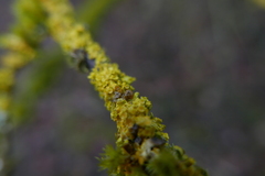 Lichenoconium xanthoriae