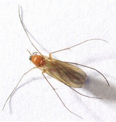 Coquillettidia xanthogaster