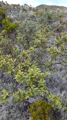 Sophora denudata