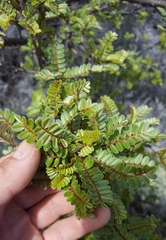 Sophora denudata