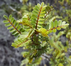 Sophora denudata