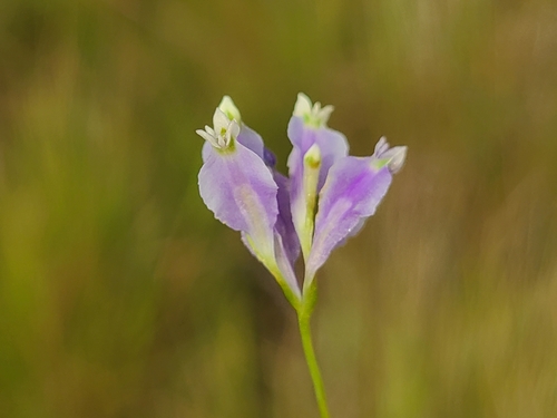 Burmannia madagascariensis image