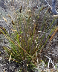 Carex borbonica