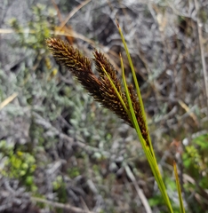 Carex borbonica