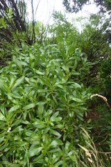 Myoporum insulare