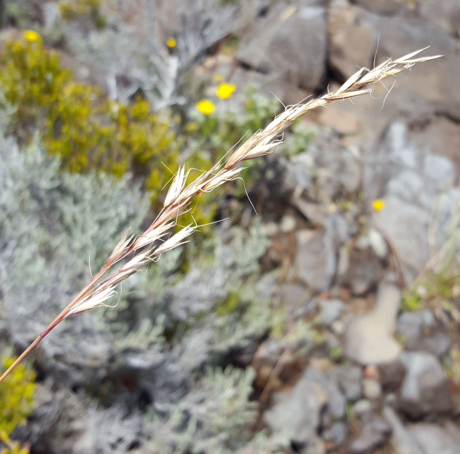(c) François Rousseu, certains droits réservés (CC BY-NC) https://www.inaturalist.org/observations/149119546