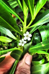 Myoporum insulare