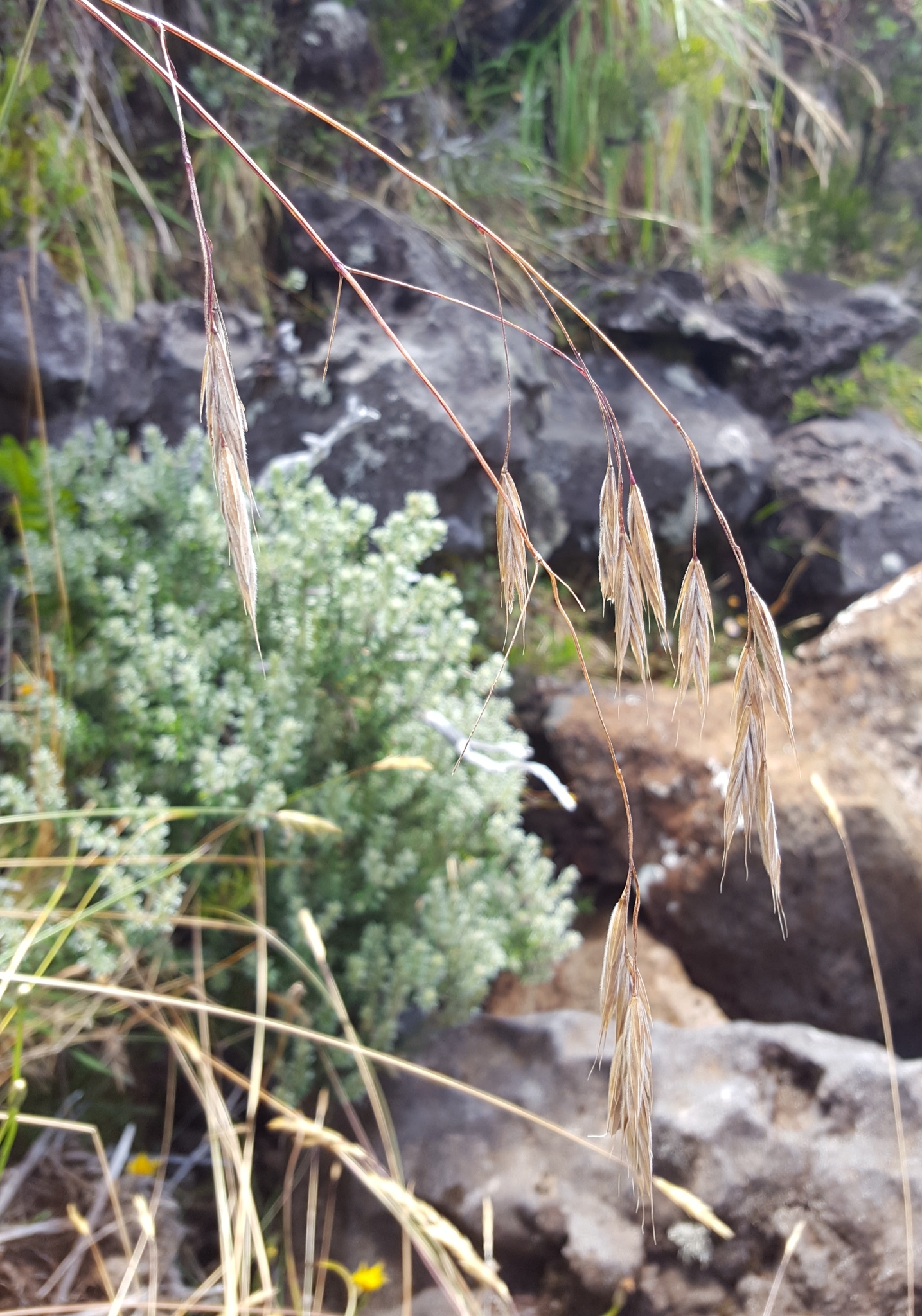 (c) François Rousseu, certains droits réservés (CC BY-NC) https://www.inaturalist.org/observations/149119550