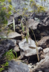 Bromus leptoclados