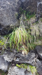 Bromus leptoclados