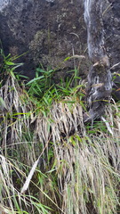 Ischaemum koleostachys