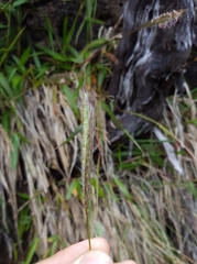 Ischaemum koleostachys