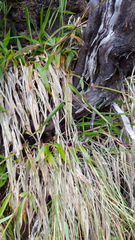 Ischaemum koleostachys