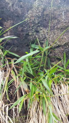 Ischaemum koleostachys