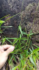 Ischaemum koleostachys