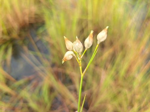Rhynchospora candida