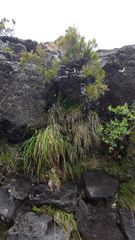 Ischaemum koleostachys