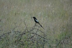 Lanius melanoleucus