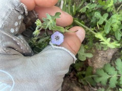 Pholistoma auritum arizonicum
